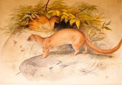 Ører av Joseph Wolf