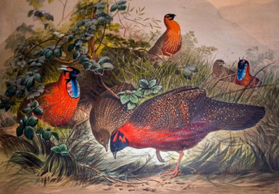 Hornet Tragopan, 1861 av Joseph Wolf