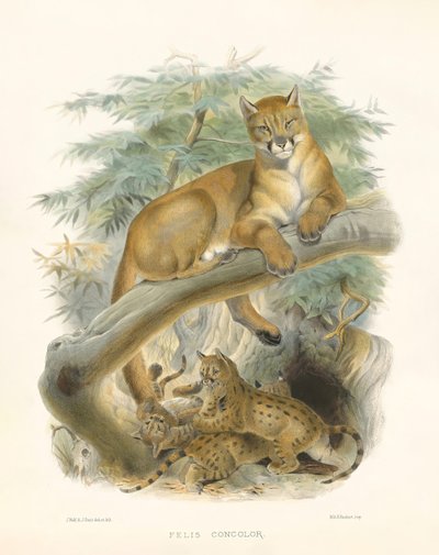  av Joseph Wolf