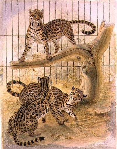 Ocelots i et bur av Joseph Wolf