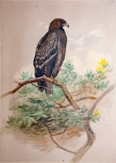 Spotted Eagle (Aquila clanga), 1856-67 av Joseph Wolf