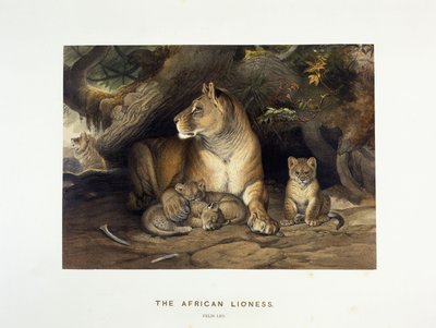 Den afrikanske løvinnen, ca. 1880-1883 av Joseph Wolf