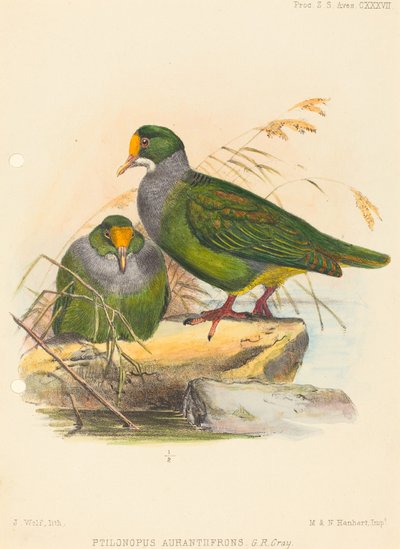 To fugler (Ptilonopus Auranthfrons) av Joseph Wolf