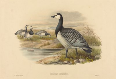 Bramgås (Bernicla Leucopsis) av Joseph Wolf and H.C. Richter