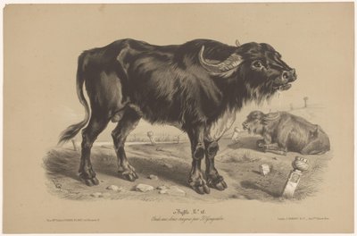 bøffel Buffalo (tittel på objekt) Dierenstudies in twee soorten krijt (serietittel) Studie med to blyanter av Z. Gengembre (serietittel) av Joseph Zephyris Gengembre