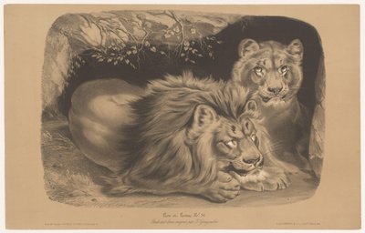 løve og løvinne Lion et Lionne (tittel på objekt) Dyrestudier i to typer kritt (serietittel) Etude aux deux fargestifter av Z. Gengembre (serietittel på objekt) av Joseph Zephyris Gengembre