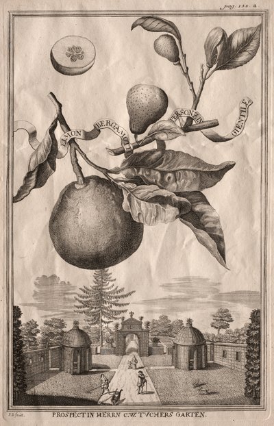 Nurnbergische Hesperides: Limon bergamot personzin gientile av Joseph de Montalegre