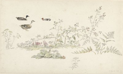 Studieark med planter og vannfugler av Josephus Augustus Knip