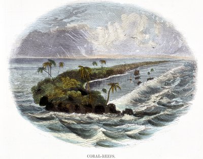 Korallrev, fra Phenomena of Nature, 1849 av Josiah Wood Whymper