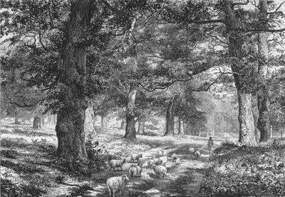I Sherwood Forest, c1875. av Josiah Wood Whymper
