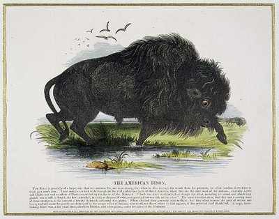 The American Bison, pedagogisk illustrasjonspub. av Samfundet for Fremme av Kristendomskunnskap av Josiah Wood Whymper