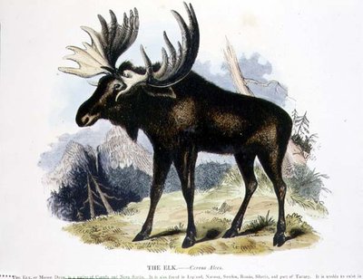 The Elk (Cervus alces) pedagogisk illustrasjonspub. av Samfundet for Fremme av Kristendomskunnskap av Josiah Wood Whymper