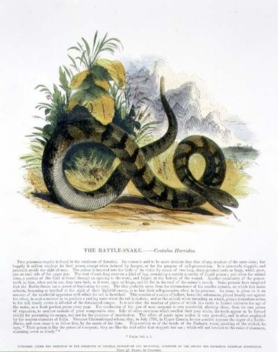 The Rattle-Snake (Crotalus horridus) pedagogisk illustrasjonspub. av Samfundet for Fremme av Kristendomskunnskap av Josiah Wood Whymper