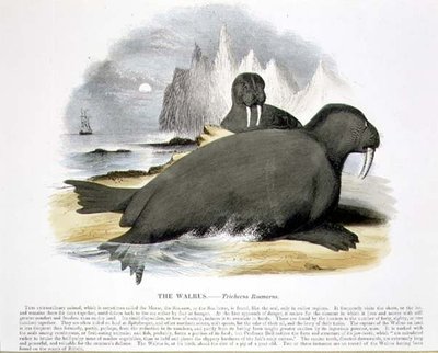 The Walrus (Trichecus rosmarus) pedagogisk illustrasjonspub. av Samfundet for Fremme av Kristendomskunnskap av Josiah Wood Whymper