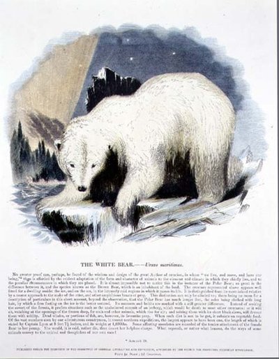 The White Bear (Ursus maritimus) pedagogisk illustrasjonspub. av Samfundet for Fremme av Kristendomskunnskap av Josiah Wood Whymper