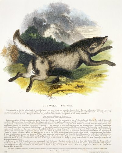 The Wolf (Canis lupus) pedagogisk illustrasjonspub. av Society for Promoting Christian Knowledge, 1843 (akvatint) av Josiah Wood Whymper