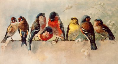 Fugler av Josse Photo