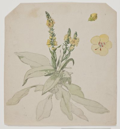 Blooming King Candle (ordrom) av Jørgen Roed