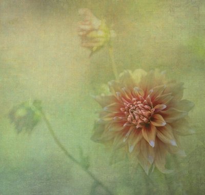  av Judy Tseng