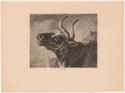 Hodet til en okse Etude de taureau. (tittel på objekt) av Jules Ferdinand Jacquemart