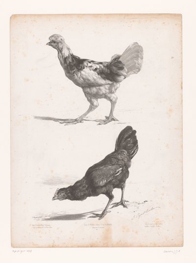 Studie av to kyllinger Dyrestudier (serietittel) Petites études d