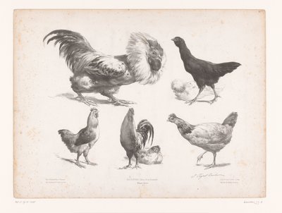 Studier av ulike typer kyllinger Dyrestudier (serietittel) Petites études d