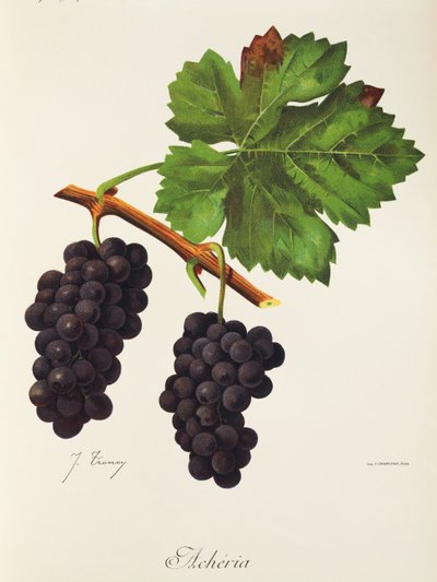 Acheria-drue av J. Troncy av Jules Troncy