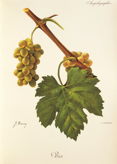 Bia-drue av J. Troncy av Jules Troncy