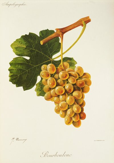 Bourboulenc-drue av J. Troncy av Jules Troncy