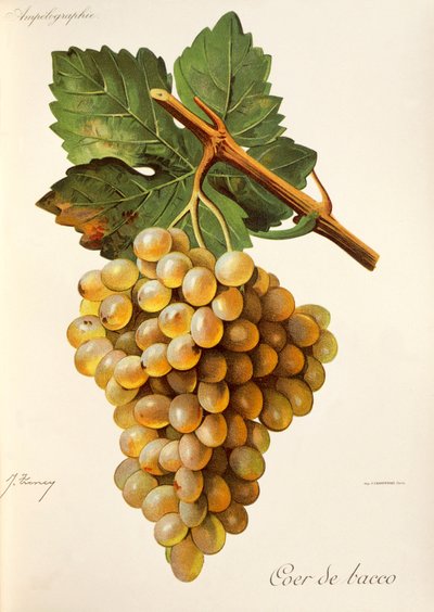 Coeur de Bacco drue, fra Traite General de Viticulture. Ampelografi av Jules Troncy
