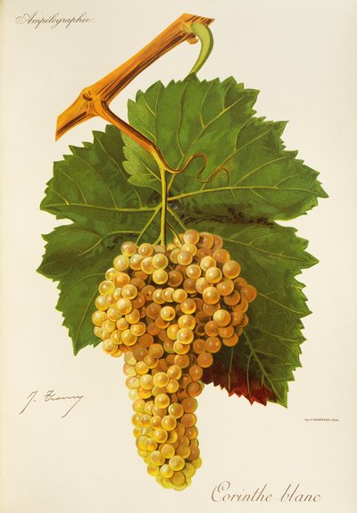 Corinthe White drue av J. Troncy av Jules Troncy