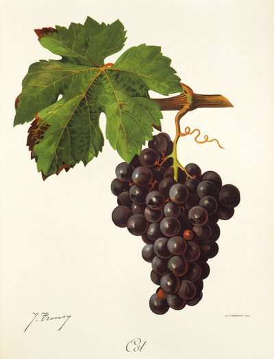 Cot drue av J. Troncy av Jules Troncy