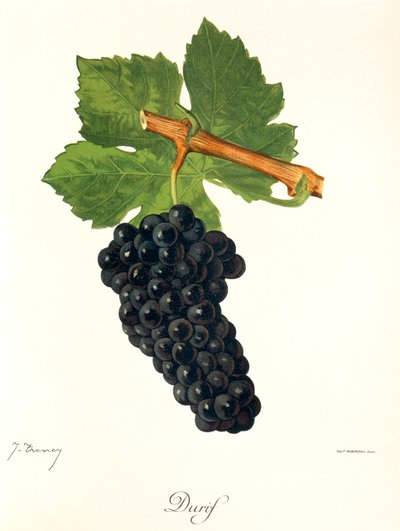 Durif-drue av J. Troncy av Jules Troncy