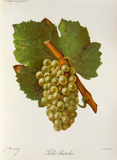 Folle Blanche drue av J. Troncy av Jules Troncy