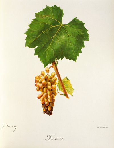 Furmint-drue av J. Troncy av Jules Troncy