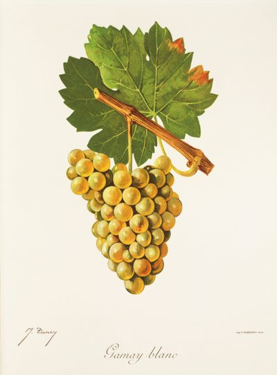 Gamay Blanc-drue av J. Troncy av Jules Troncy