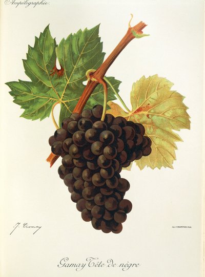 Gamay Tete de Negre-drue av J. Troncy av Jules Troncy