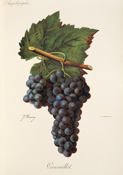 Genouillet-drue av J. Troncy av Jules Troncy