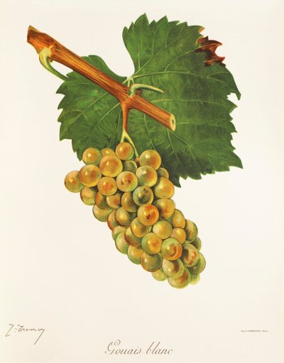 Gouais Blanc-drue av J. Troncy av Jules Troncy