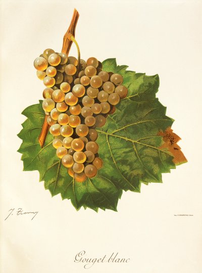 Gouget Blanc drue av J. Troncy av Jules Troncy