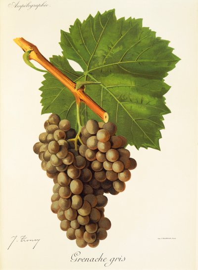 Grenache Gris grape by J. Troncy   1413940   no       norwegian Successfully Translated  Original: Apollon et Marsyas (Apollo and Marsyas). Peinture de Pierre Paul (Pierre-Paul) Rubens (ou Peter Paul ou Petrus Paulus) (1577-1640). Huile sur bois, 57 x 48 c av Jules Troncy