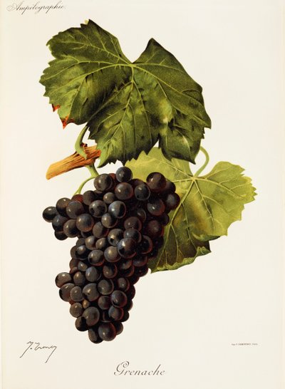 Grenache-drue av J. Troncy av Jules Troncy
