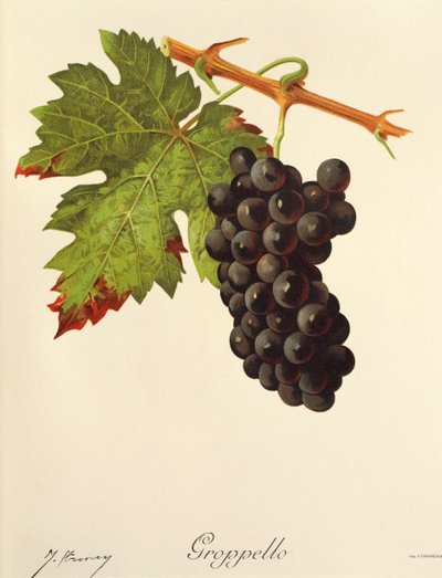 Groppello-drue av J. Troncy av Jules Troncy