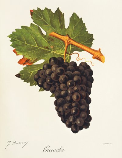 Gueuche-drue av J. Troncy av Jules Troncy