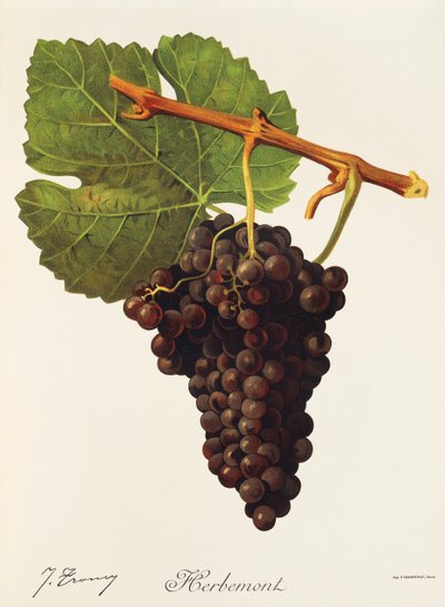 Herbemont-drue av J. Troncy av Jules Troncy