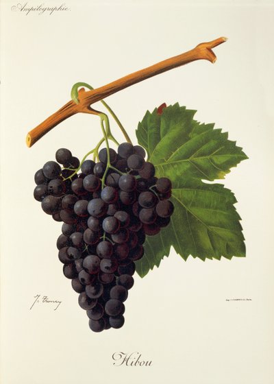 Ugledrue av J. Troncy av Jules Troncy