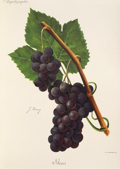 Ives-drue av J. Troncy av Jules Troncy