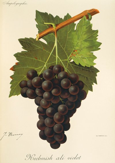 Kechmish Ali Violet drue av J. Troncy av Jules Troncy