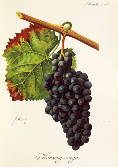 Manseng Rouge drue av J. Troncy av Jules Troncy