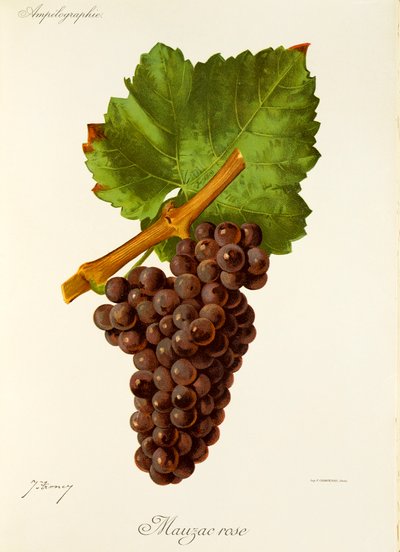 Mauzac Rose-drue av J. Troncy av Jules Troncy